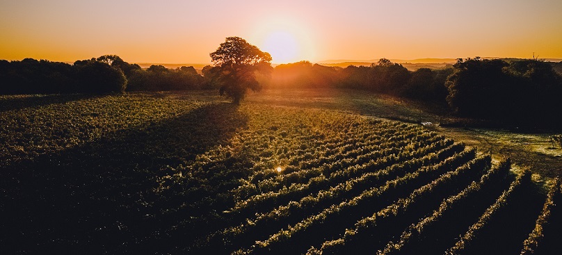 1 Nyetimber vineyards